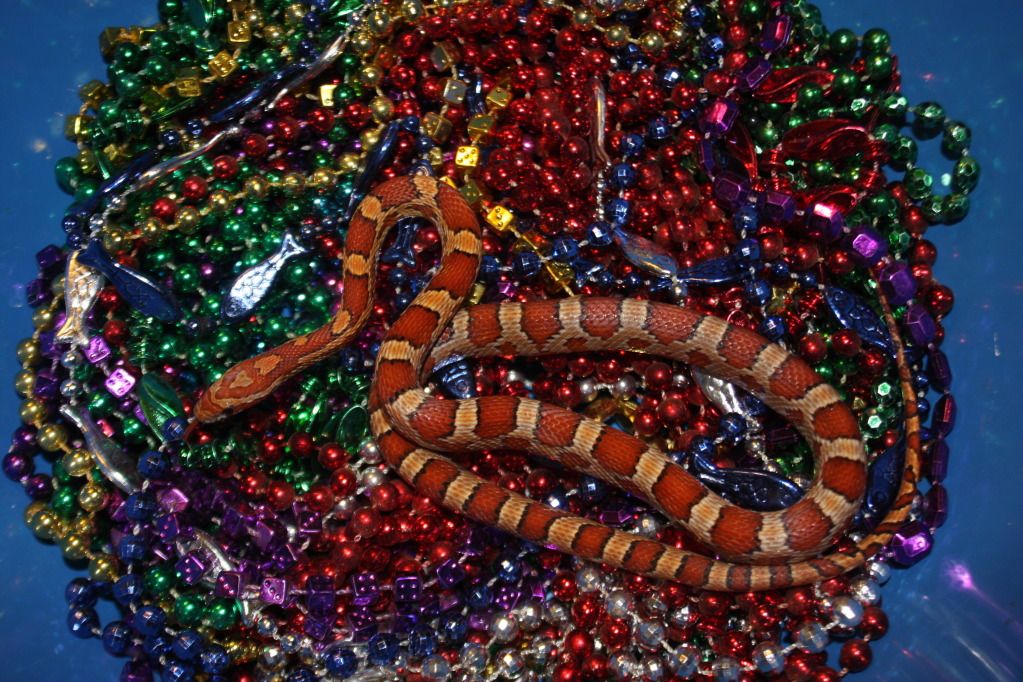 snakepics311.jpg