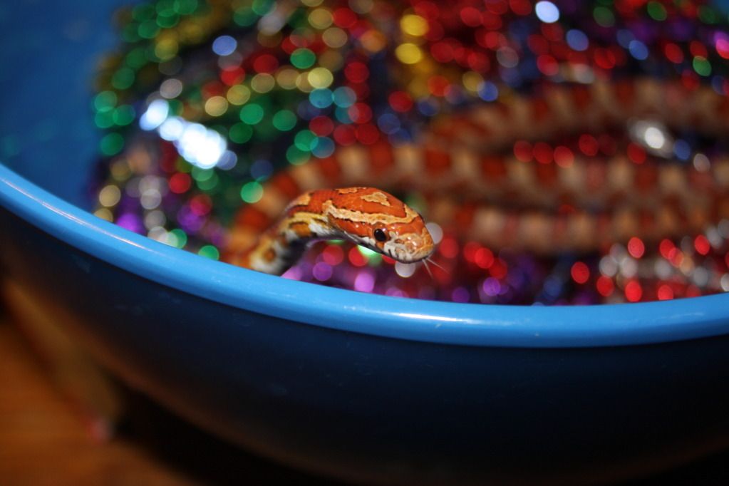 snakepics319.jpg