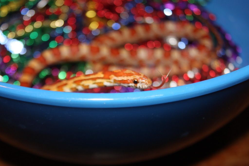 snakepics320.jpg