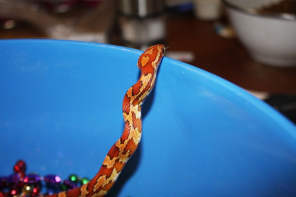 snakepics334.jpg