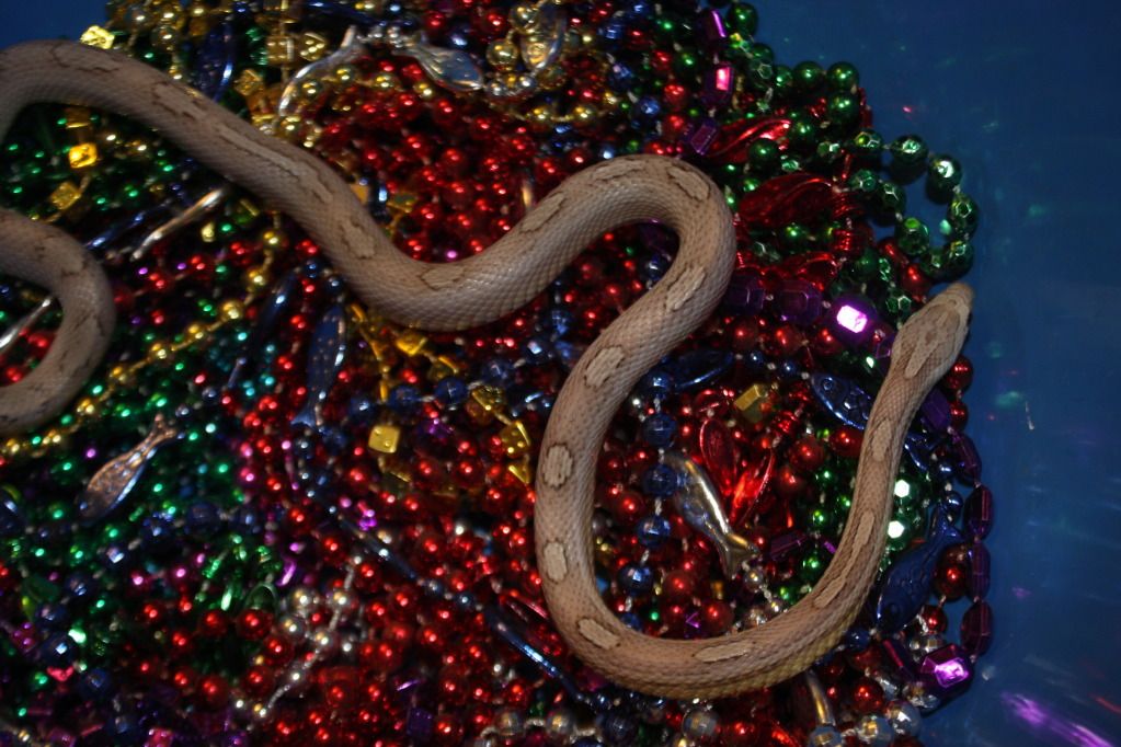 snakepics337.jpg