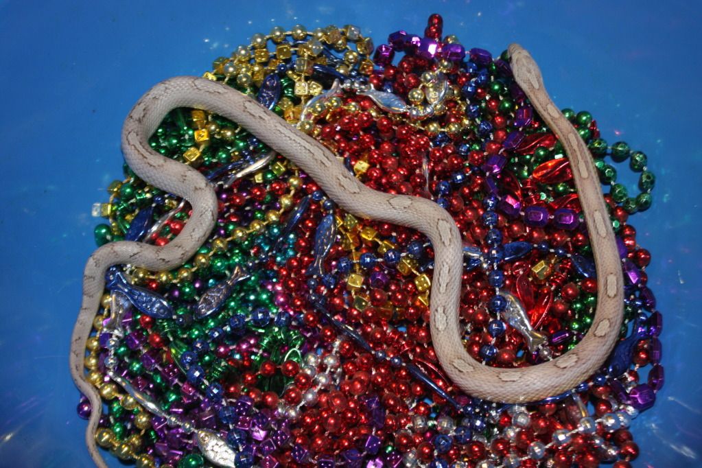 snakepics339.jpg