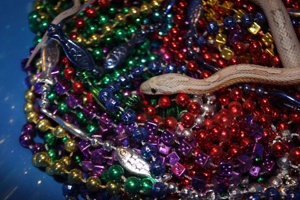snakepics347.jpg