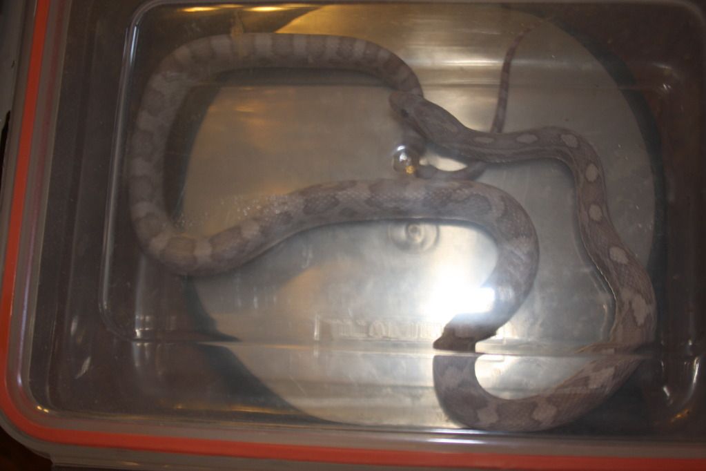 snakepics349.jpg
