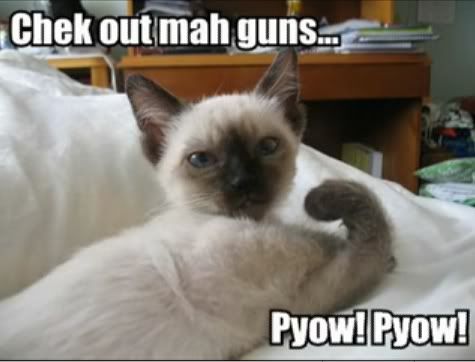 Cats With Guns. cats with guns