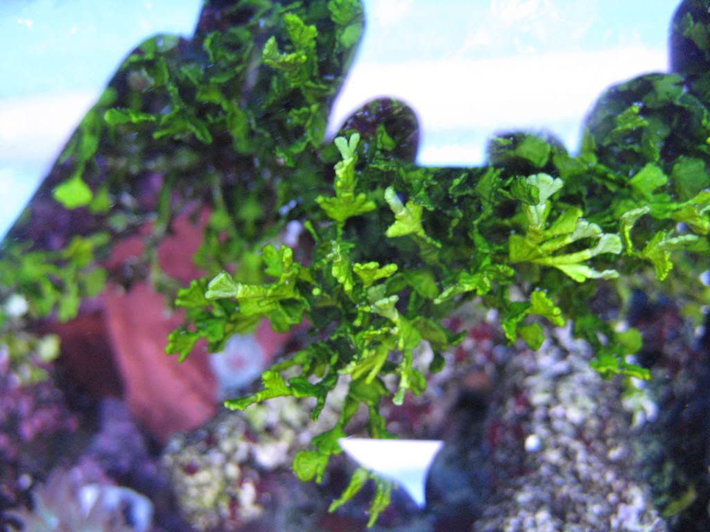 flame algae & zoa's for sale REEF2REEF Saltwater and Reef Aquarium Forum