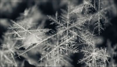 http://i286.photobucket.com/albums/ll94/skrepka/frozen%20trees%20-%20snow/snowflakes_macro_04.jpg