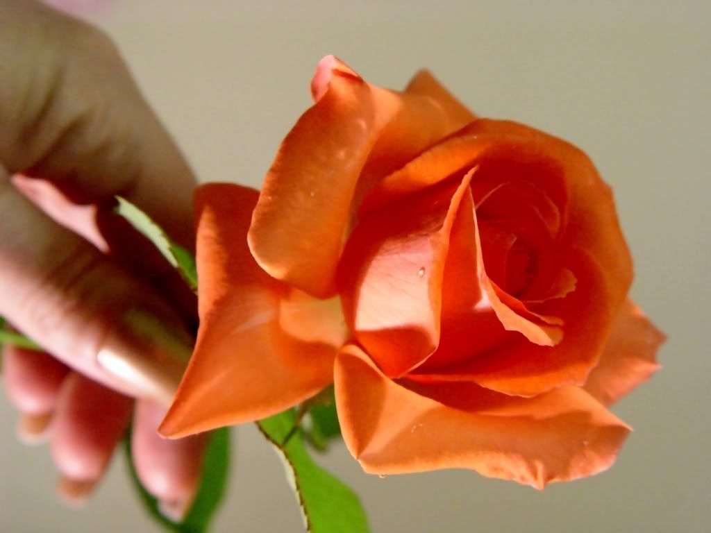 roses Pictures, Images and Photos