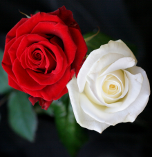 white red rose Pictures, Images and Photos