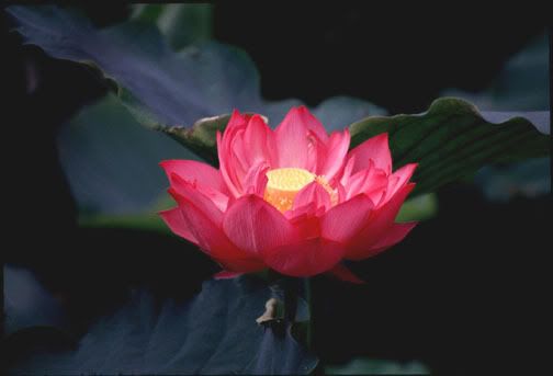 lotus flower photo: Lotus Flower lotus_flower.jpg