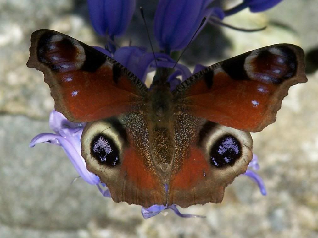 butterflypeacockup3.jpg