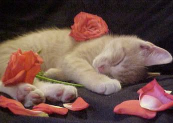 sweet dream young kitten