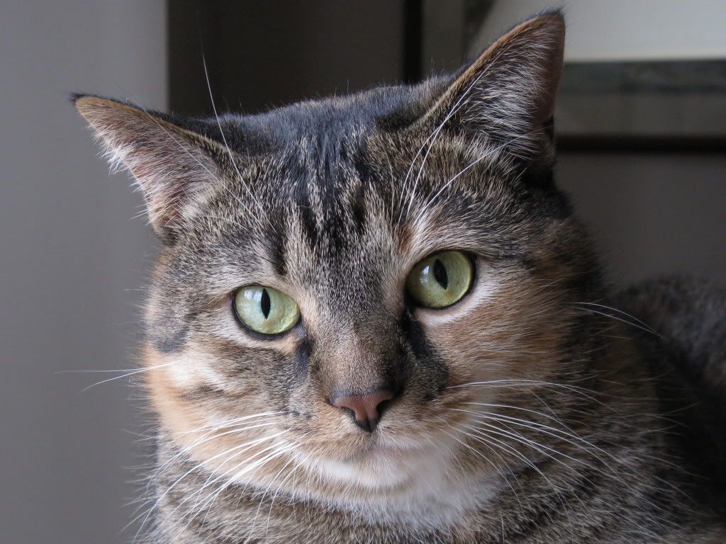 My Cat was just diagnosed with FiPdoes anyone have experience with