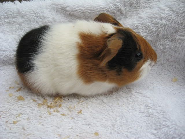 Afbeelding