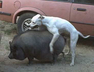 Free animal sex videos