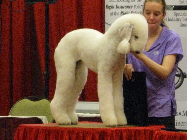 Airedale Poodle