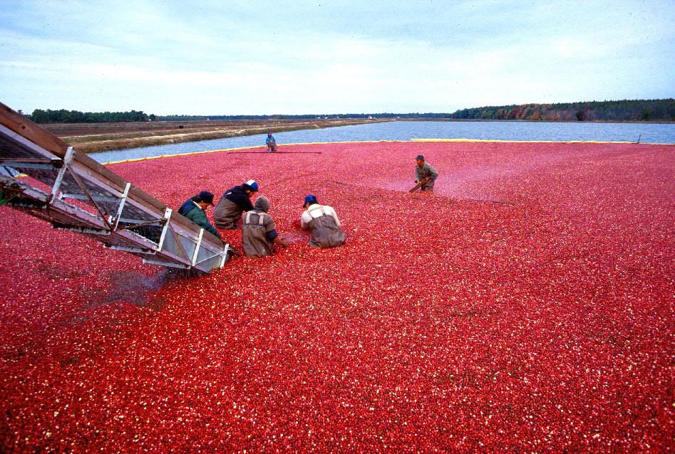 Cranberry_bog_100.jpg