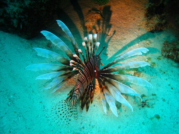 Lionfish1.jpg