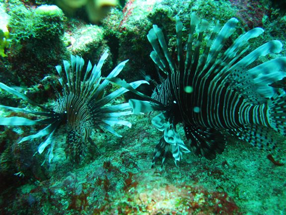 Lionfish2.jpg