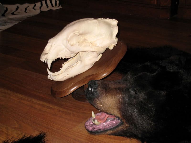 bear-skull.jpg