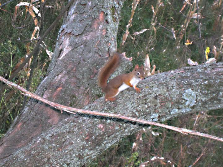 squirel1.jpg