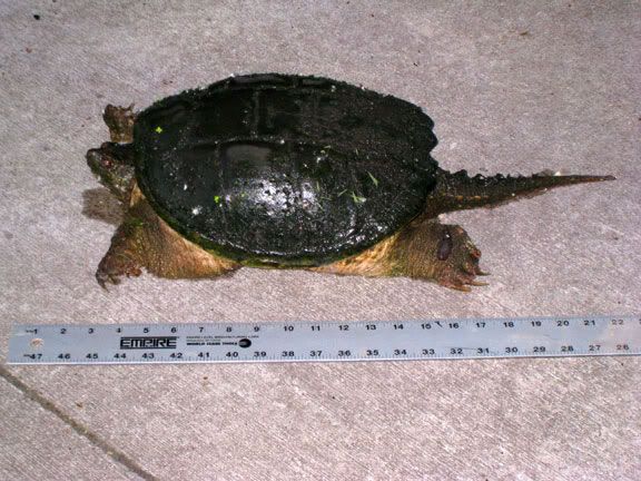 turtle2.jpg
