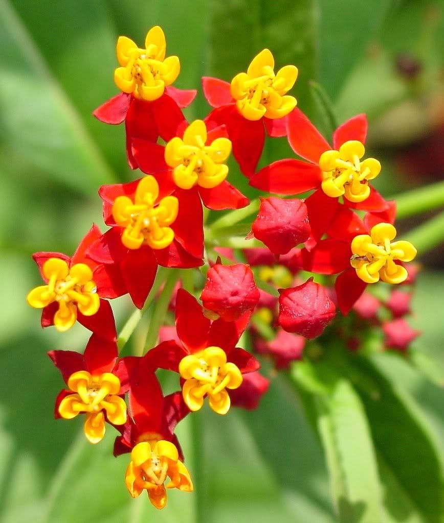 Asclepias_curassavica.jpg picture by greengooo