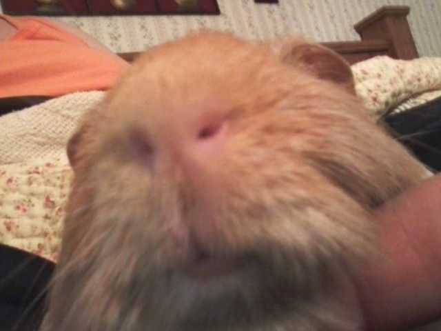 Gusapril2012kissing.jpg