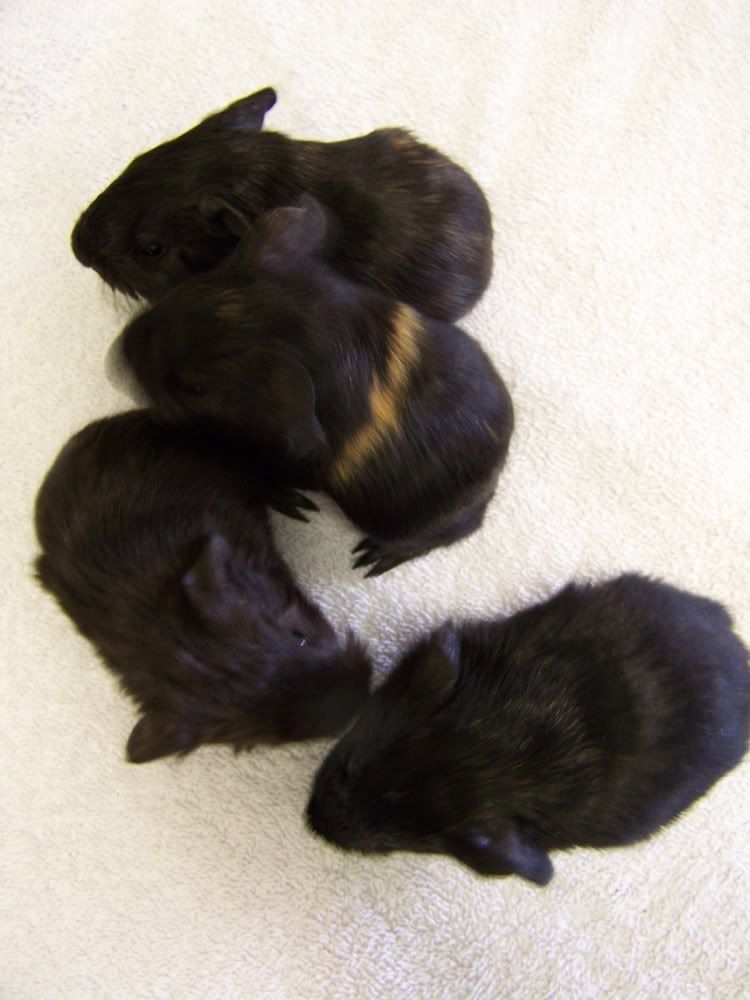 minipigs09.jpg