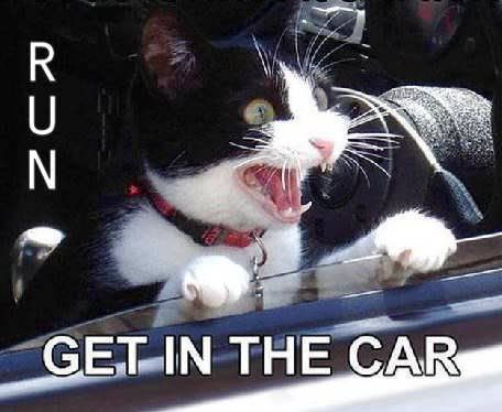 Car kitty